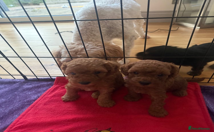 Labradoodle dogs - Advert 12