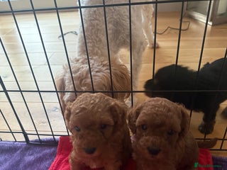 Labradoodle dogs - Advert 10