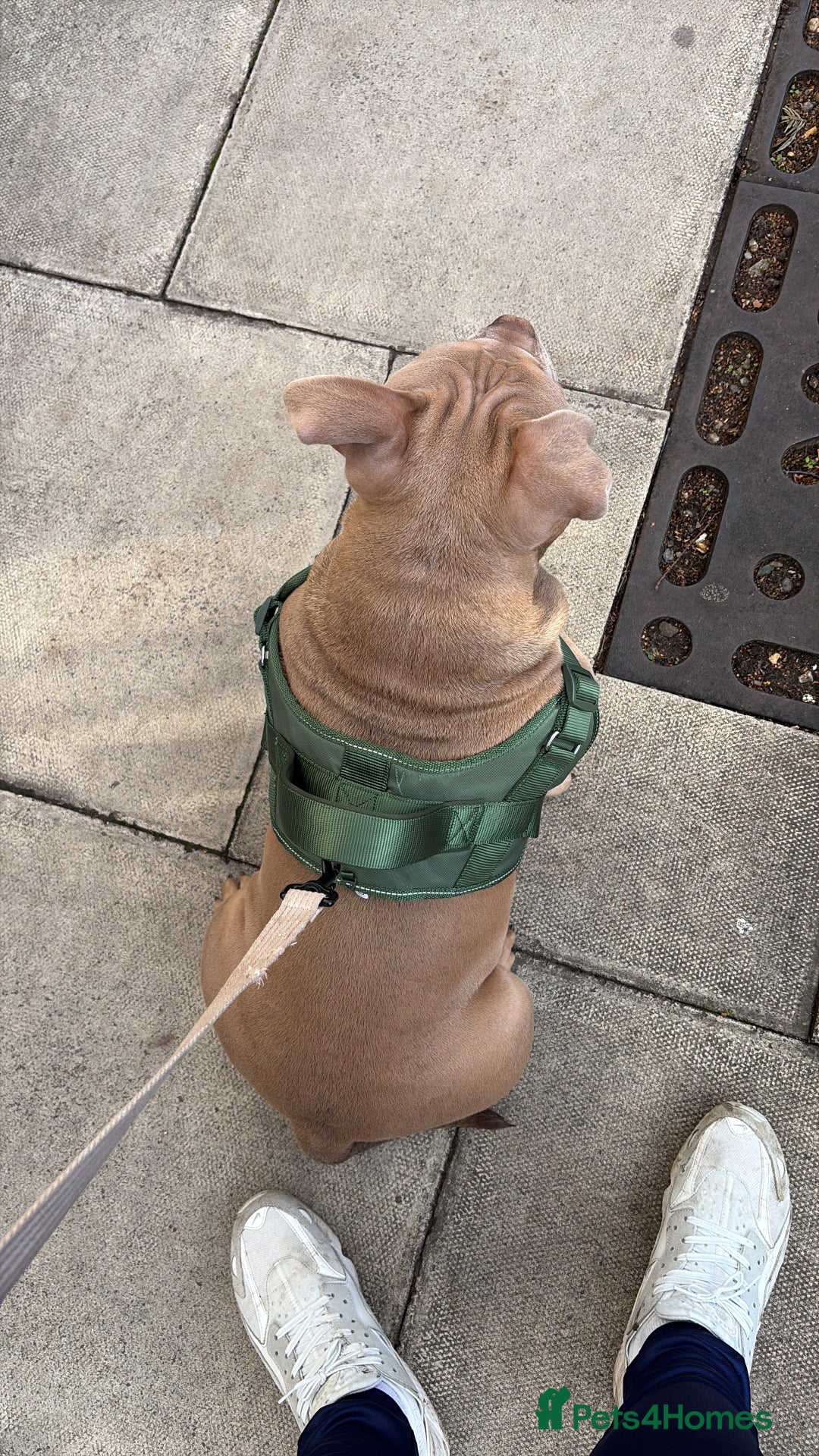 American Bully dogs for sale: Pocket American bully  - Advert 9