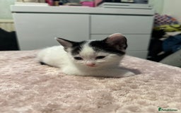 Domestic Shorthair cats for sale: Adorable Black & White Domestic Shorthair Kittens - Image 3