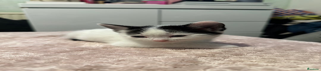 Domestic Shorthair Kitten 6