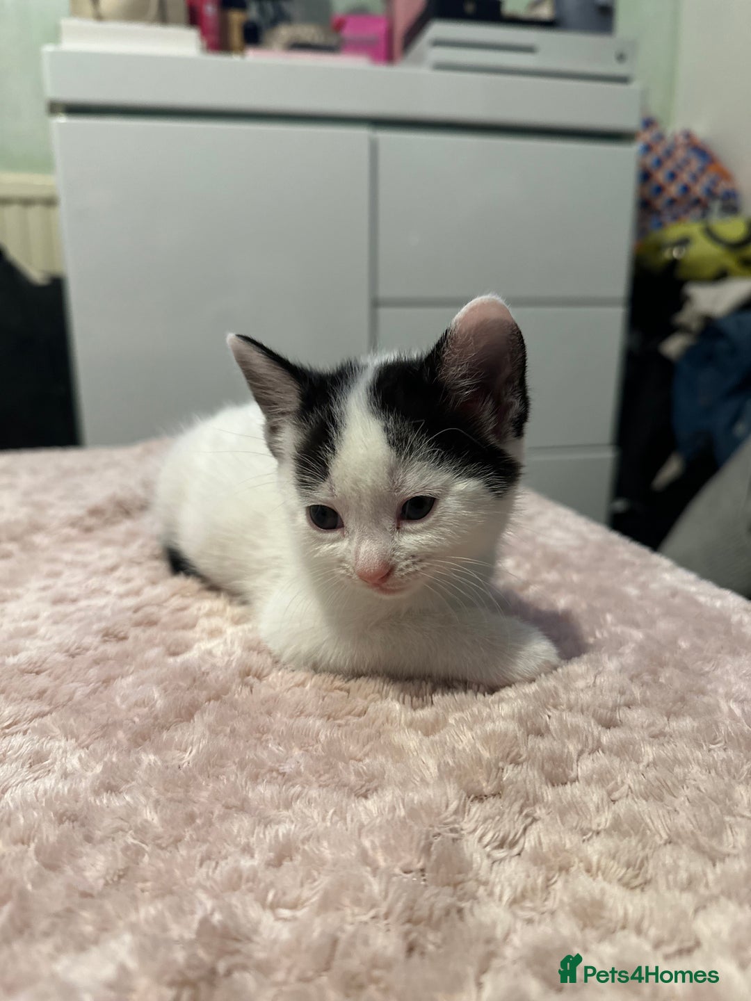 Domestic Shorthair cats for sale: Adorable Black & White Domestic Shorthair Kittens - Image 3