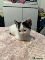 Domestic Shorthair cats - Advert 8