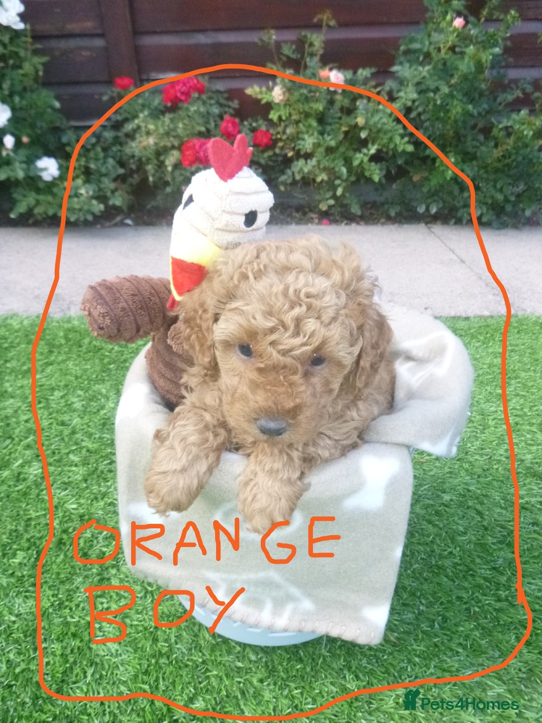 Toy Poodle dogs for sale: Gorgeous Toy Poodles - Image 18