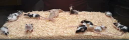 Mouse rodents for sale: Young Mice, Fancy, Tri Colours , Naked - Advert 13