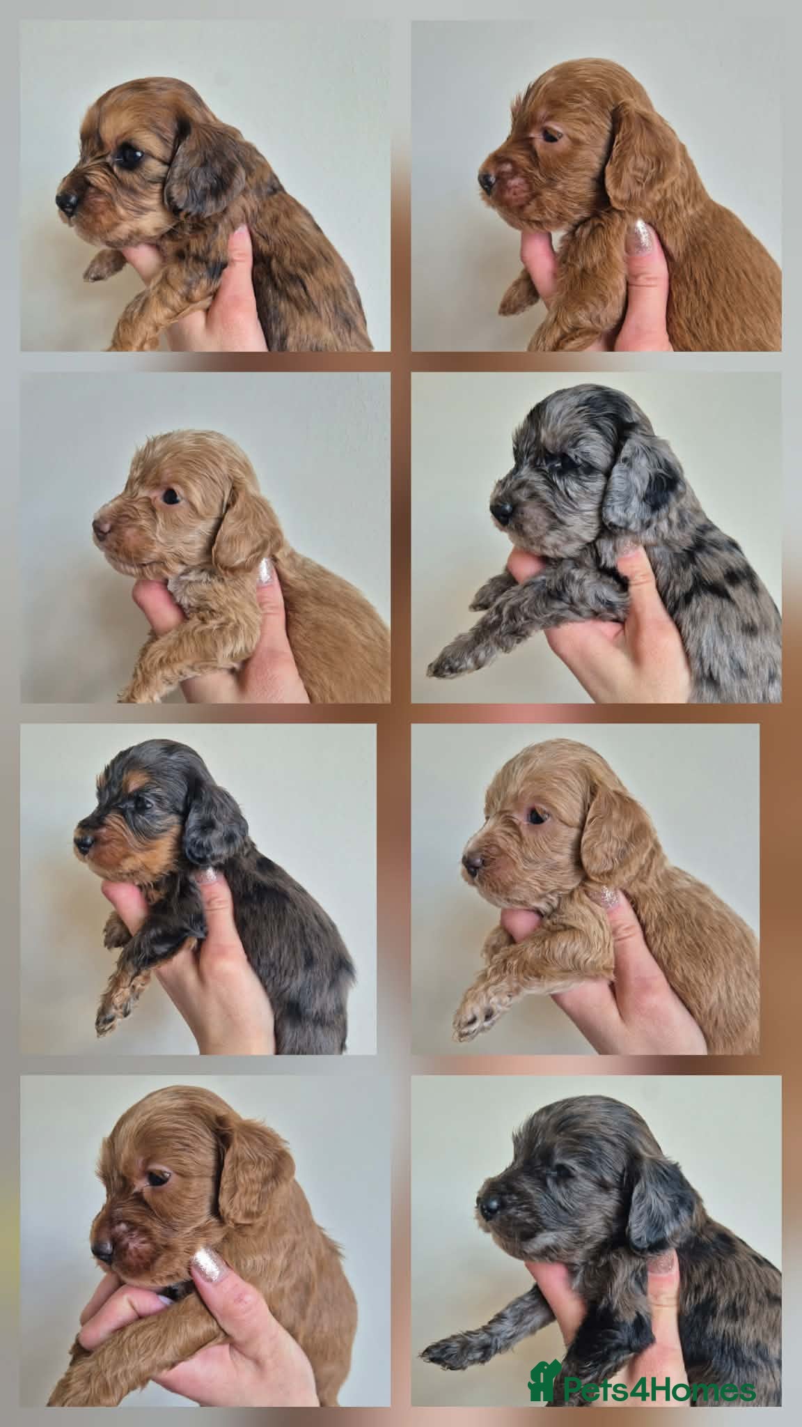 Cockapoo dogs F1 cockapoo babies ready end of april  - Advert 1