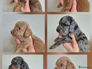 Cockapoo dogs F1 cockapoo babies ready end of april - Advert 1