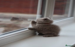 British Shorthair cats for sale: 🩶🐈🐾 Stunning BSH Kittens 🩶🐈🐾 - Image 32