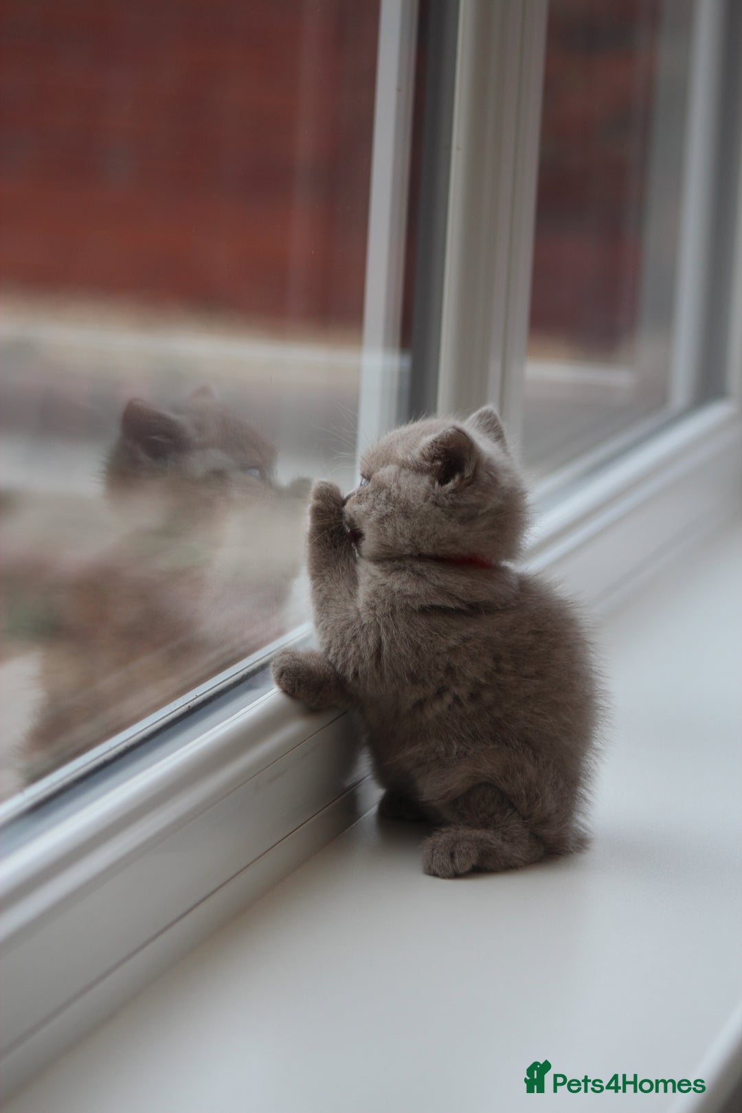 British Shorthair cats for sale: 🩶🐈🐾 Stunning BSH Kittens 🩶🐈🐾 - Image 32