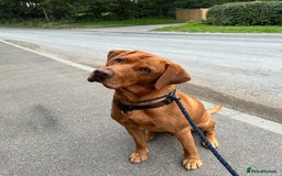 Labrador Retriever dogs for stud: Proven Fox Red Labrador for stud in Lewes - Image 9