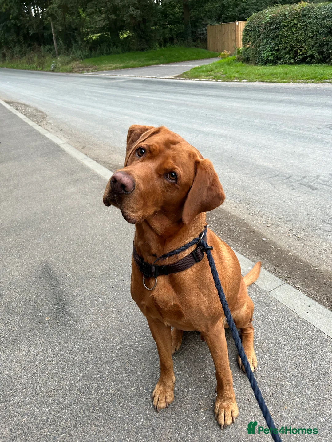 Labrador Retriever dogs for stud: Proven Fox Red Labrador for stud in Lewes - Advert 9