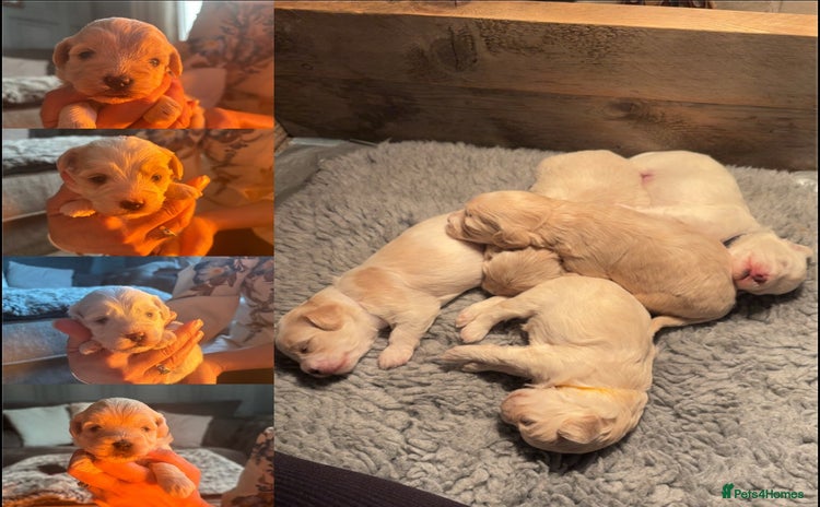 Maltipoo dogs - Advert 3