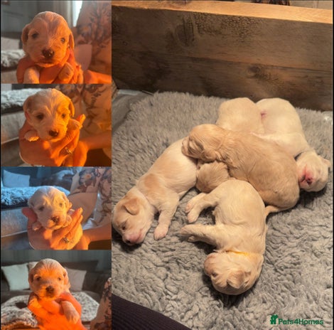 Maltipoo dogs - Advert 3