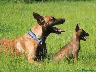 Belgian Shepherd Dog dogs Belgium mali pup - Advert 1