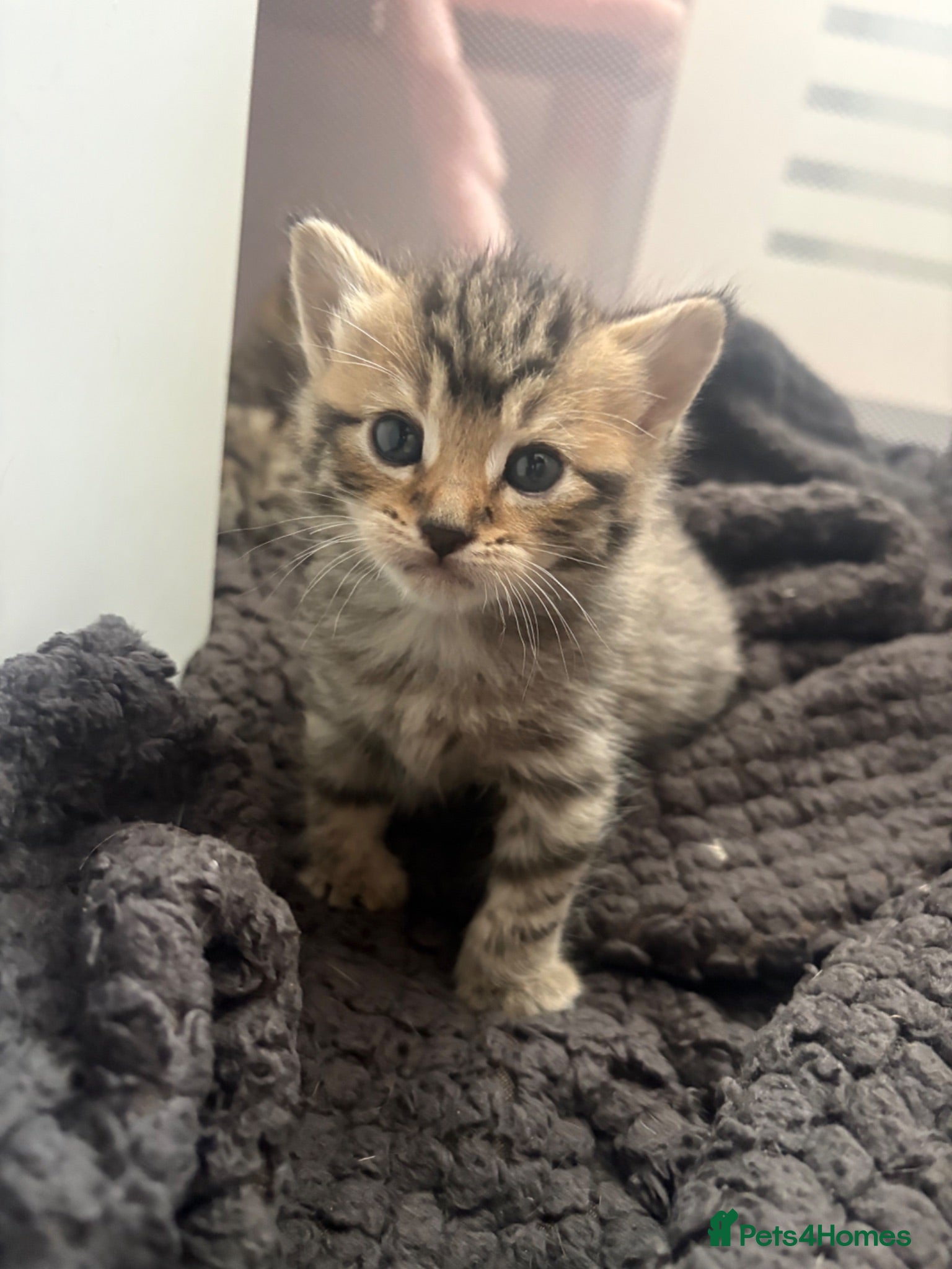 Mixed Breed cats Adorable Tabby X British short hair Kittens - Advert 1