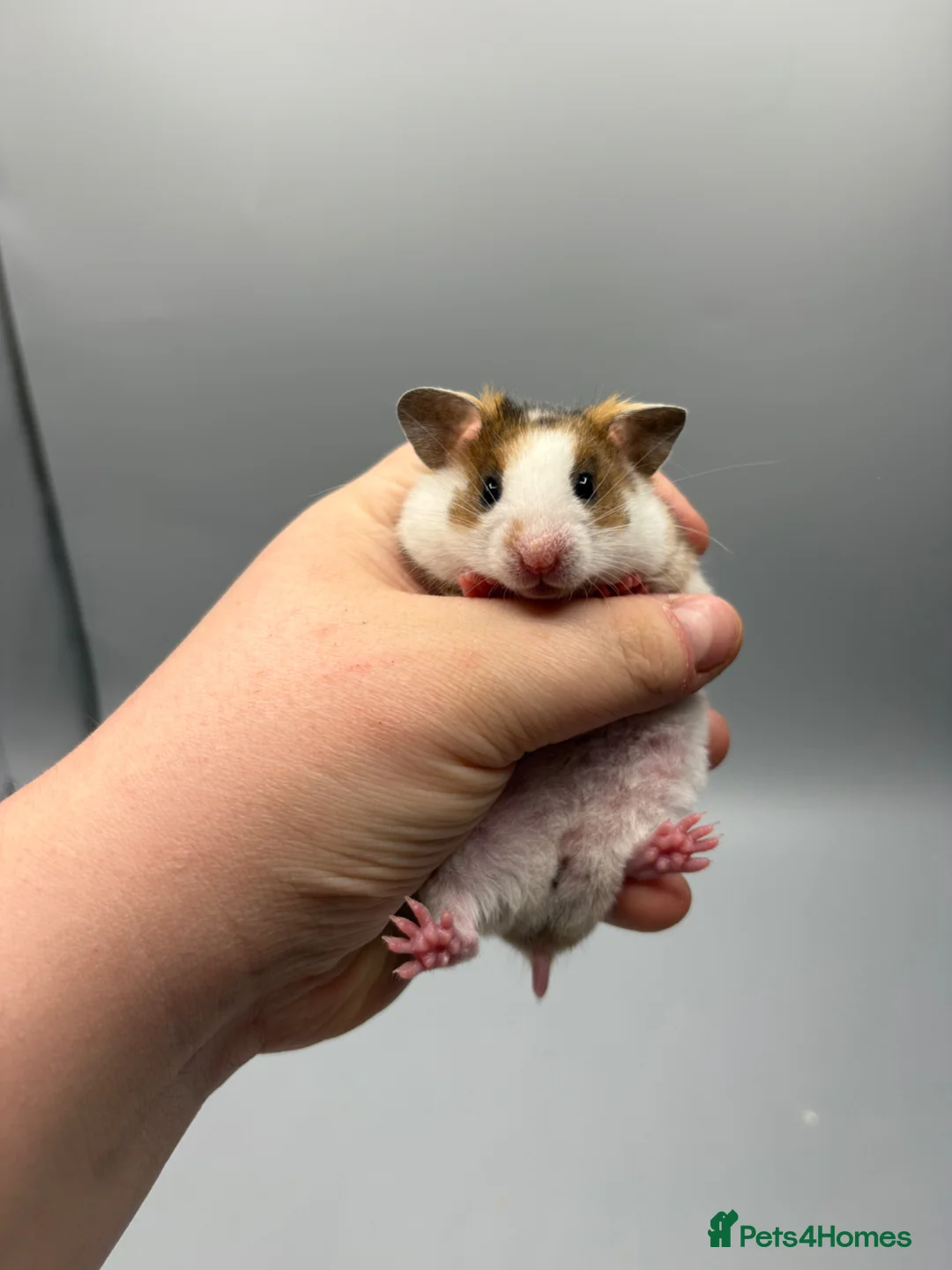 Hamster rodents for sale: Pedigree tame Syrian hamster pups  - Advert 1