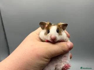 Hamster rodents Pedigree tame Syrian hamster pups - Advert 4