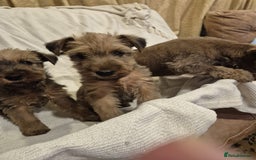 Irish Terrier dogs for sale: Home raised Irish terrier  - Image 1