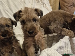 Irish Terrier dogs - Advert 1