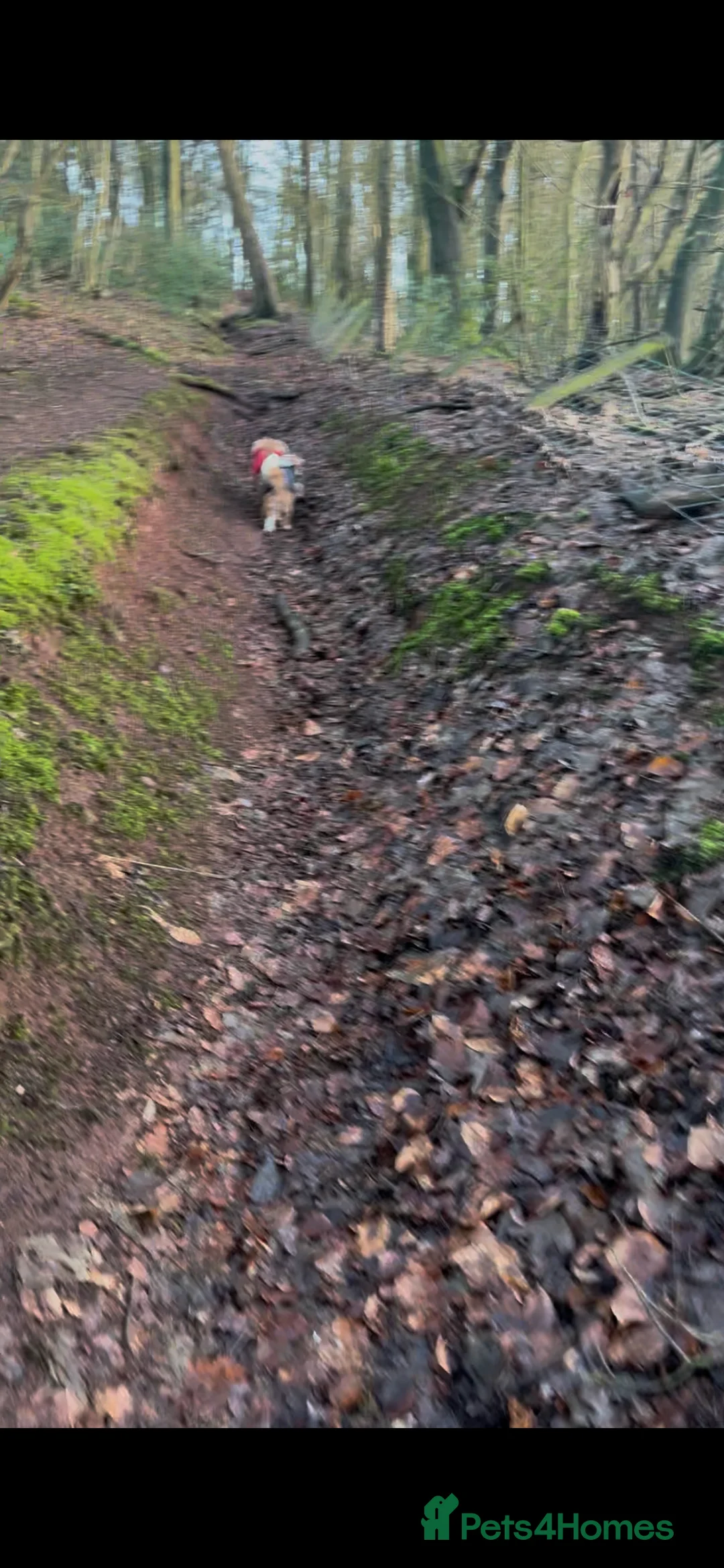 Cavalier King Charles Spaniel dogs for sale: 3 adult cavaliers (speyed)1 boy 2 girls  - Advert 17