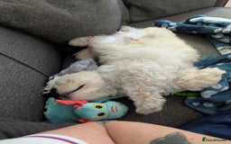 Shih Tzu dogs for sale: Beautiful Golden shih-tzu puppy - Image 14