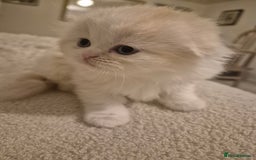 Scottish Fold cats for sale: Three stunning kittens - Image 4