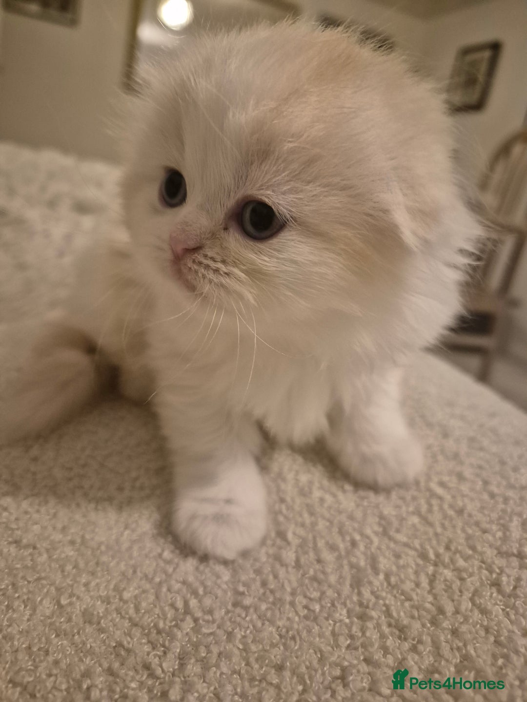Scottish Fold cats for sale: Three stunning kittens - Image 4