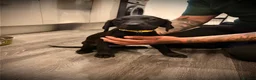 Labrador Retriever dogs for sale:  6 Labrador puppies  - Advert 1