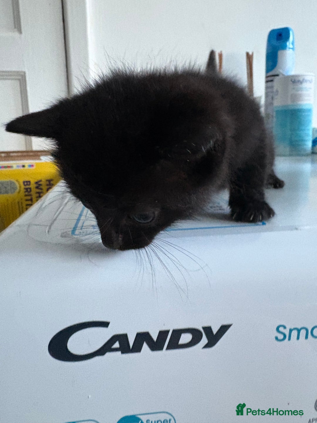 Mixed Breed cats for sale: 5 kittens for sale - Image 16