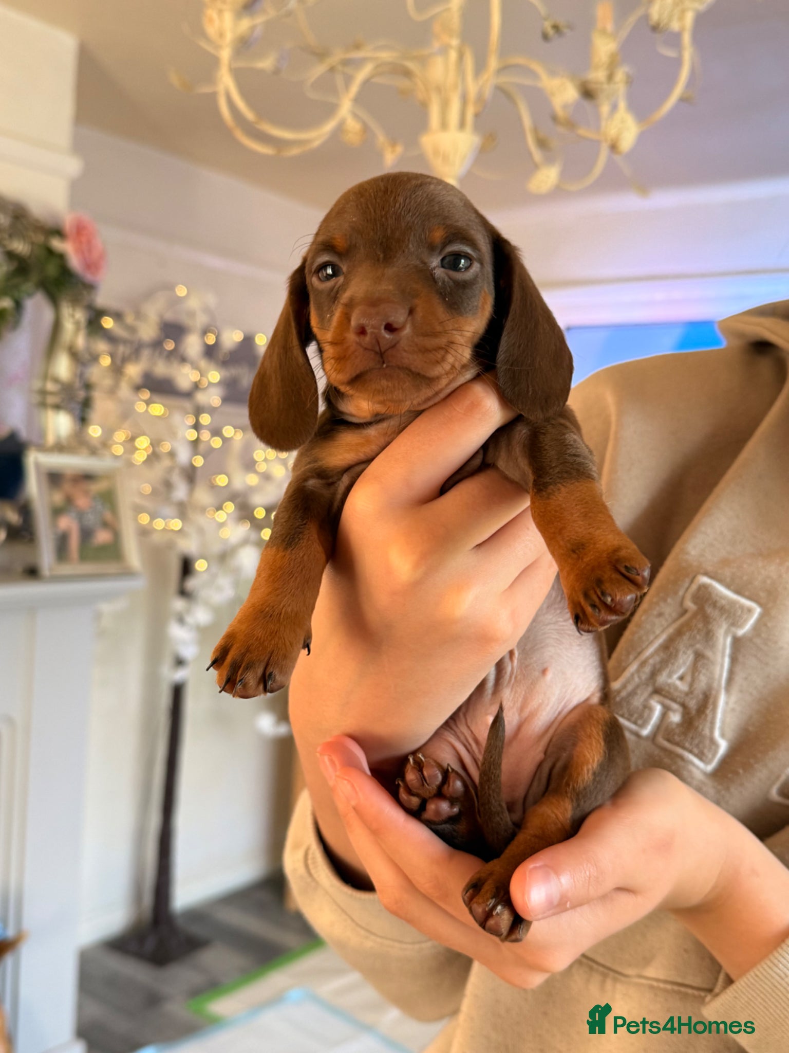 Dachshund dogs  *READY 18th MAY* - Advert 3