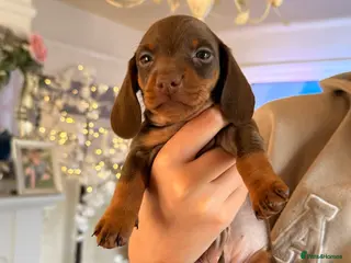 Dachshund dogs *READY 18th MAY* - Advert 3