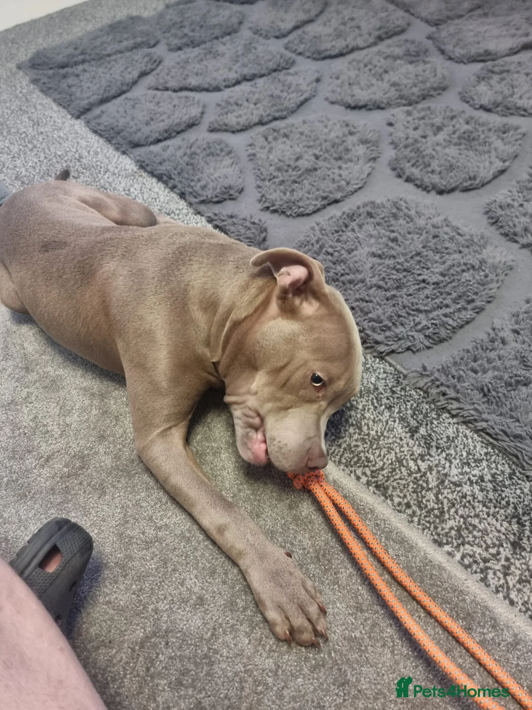 Staffordshire Bull Terrier dogs for sale: Staffy/Pocket bully Thor in Deeside - Advert 4