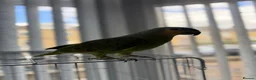 Parrots birds for sale: Blue headed semi talking and tamed Amazon parrot in Bradford - Advert 5