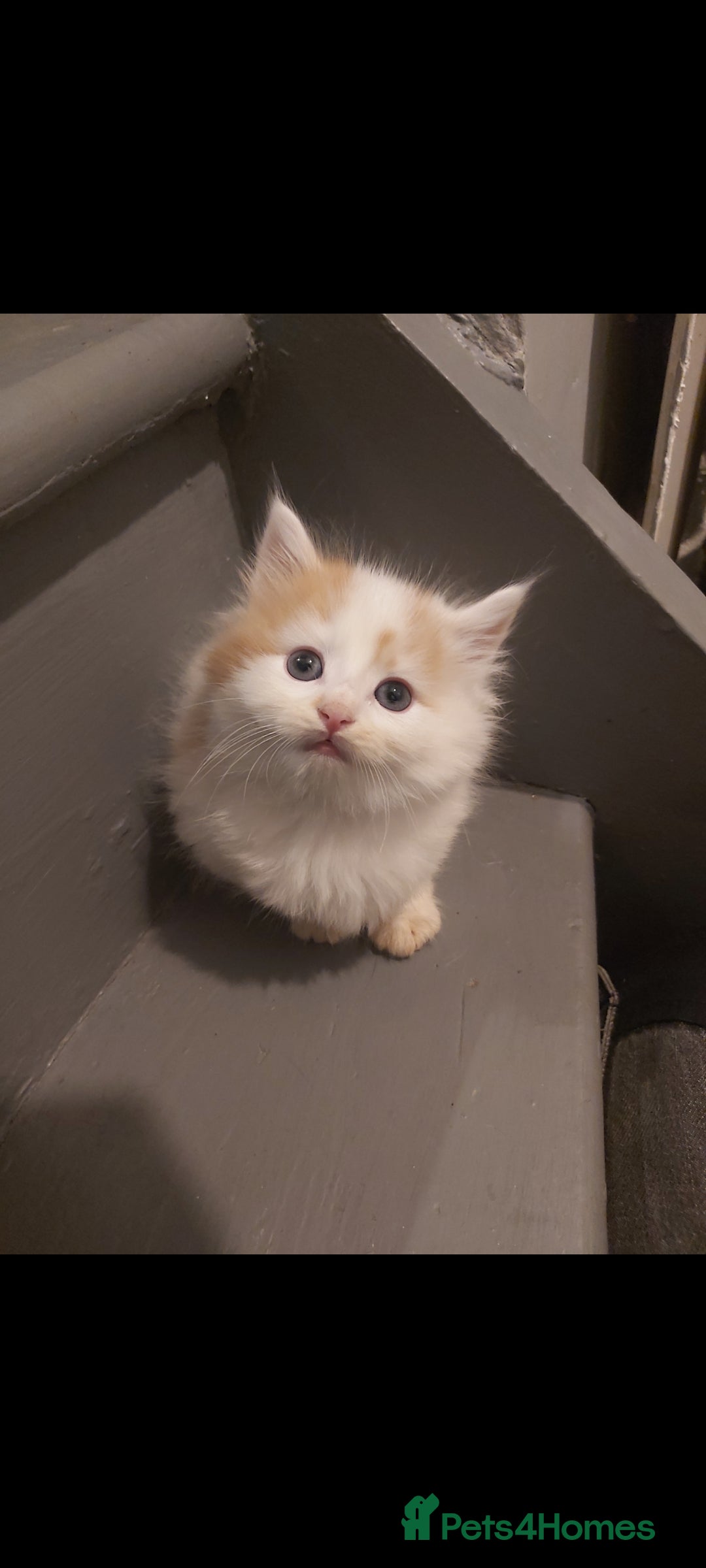 Turkish Van cats for sale: 3 beautiful kittens ready for homes - Advert 4