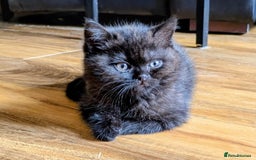 British Shorthair cats for sale: British shorthair kittens  - Image 1