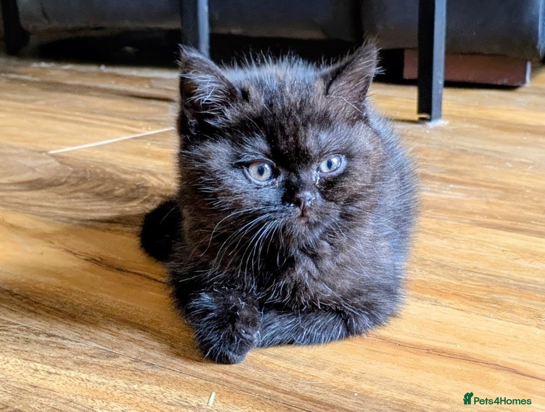 British Shorthair cats for sale: British shorthair kittens  - Image 1