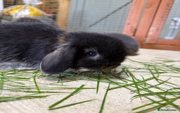 Mini Lop rabbits for sale: 🖤🩶 GORGEOUS LITTER OF PUREBRED MINI LOPS 🖤🩶 - Image 11