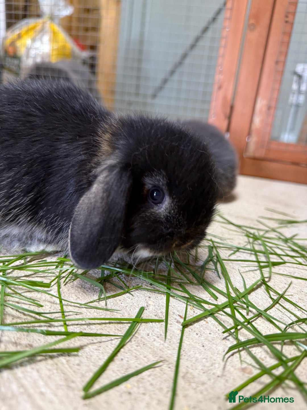 Mini Lop rabbits for sale: 🖤🩶 GORGEOUS LITTER OF PUREBRED MINI LOPS 🖤🩶 - Image 11