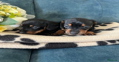 Miniature Dachshund dogs - Advert 7