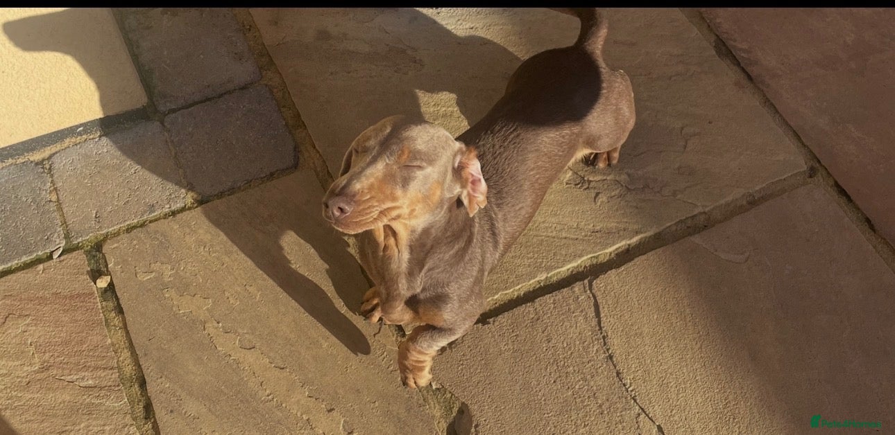 Miniature Dachshund dogs Kc registered mini dachshunds puppies 🐶  - Advert 2