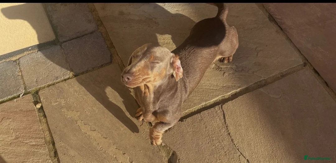 Miniature Dachshund dogs for sale: Kc registered mini dachshunds puppies 🐶  - Advert 2
