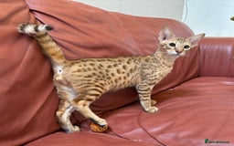 Savannah cats for sale: Cinnamon F4  savannah female & male kittens, TICA  in Spalding - Image 1