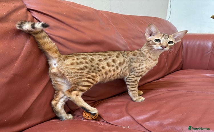 Savannah cats in Spalding - Advert 1