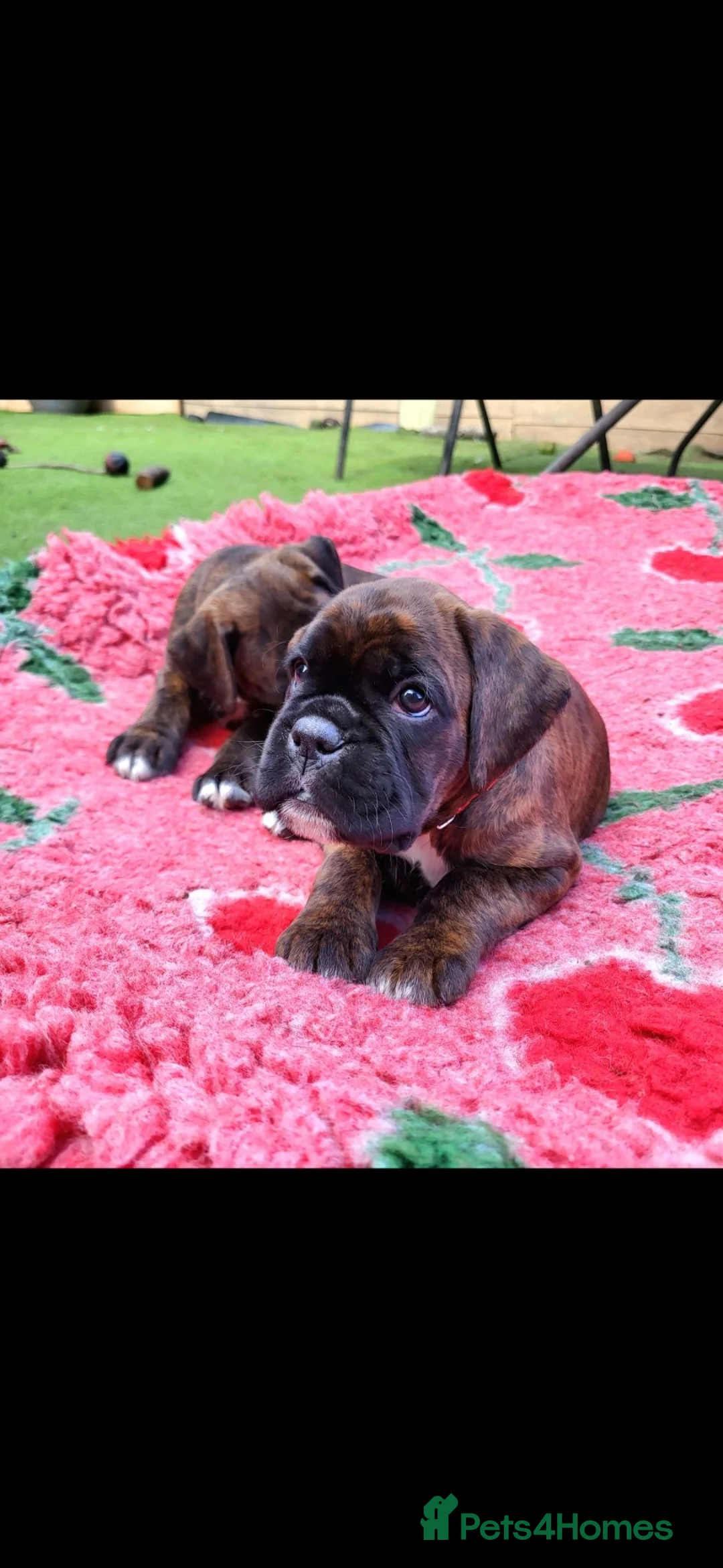 Boxer dogs for sale: Amazing bobtail/ tailed boxer puppy - Advert 2