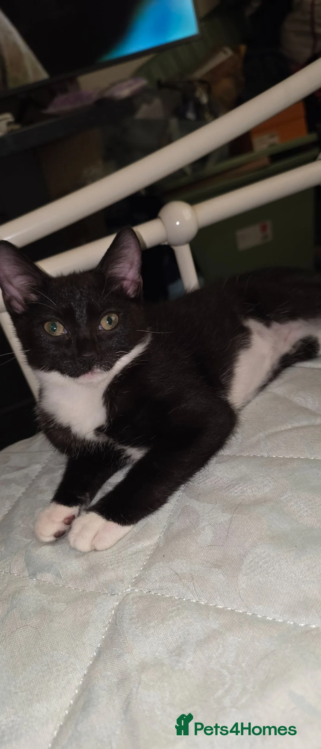Domestic Shorthair cats for sale: 2 loving sweet kittens looking for a new home - Advert 2