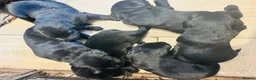 Labrador Retriever dogs for sale: Beautiful chunky black lab puppies  - Advert 7