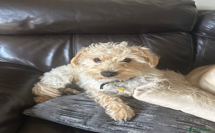 Westiepoo dogs - Advert 3