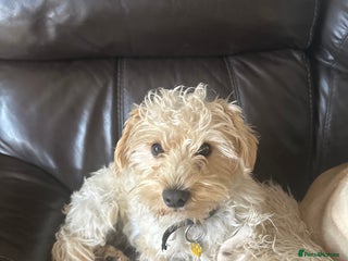 Westiepoo dogs - Advert 41