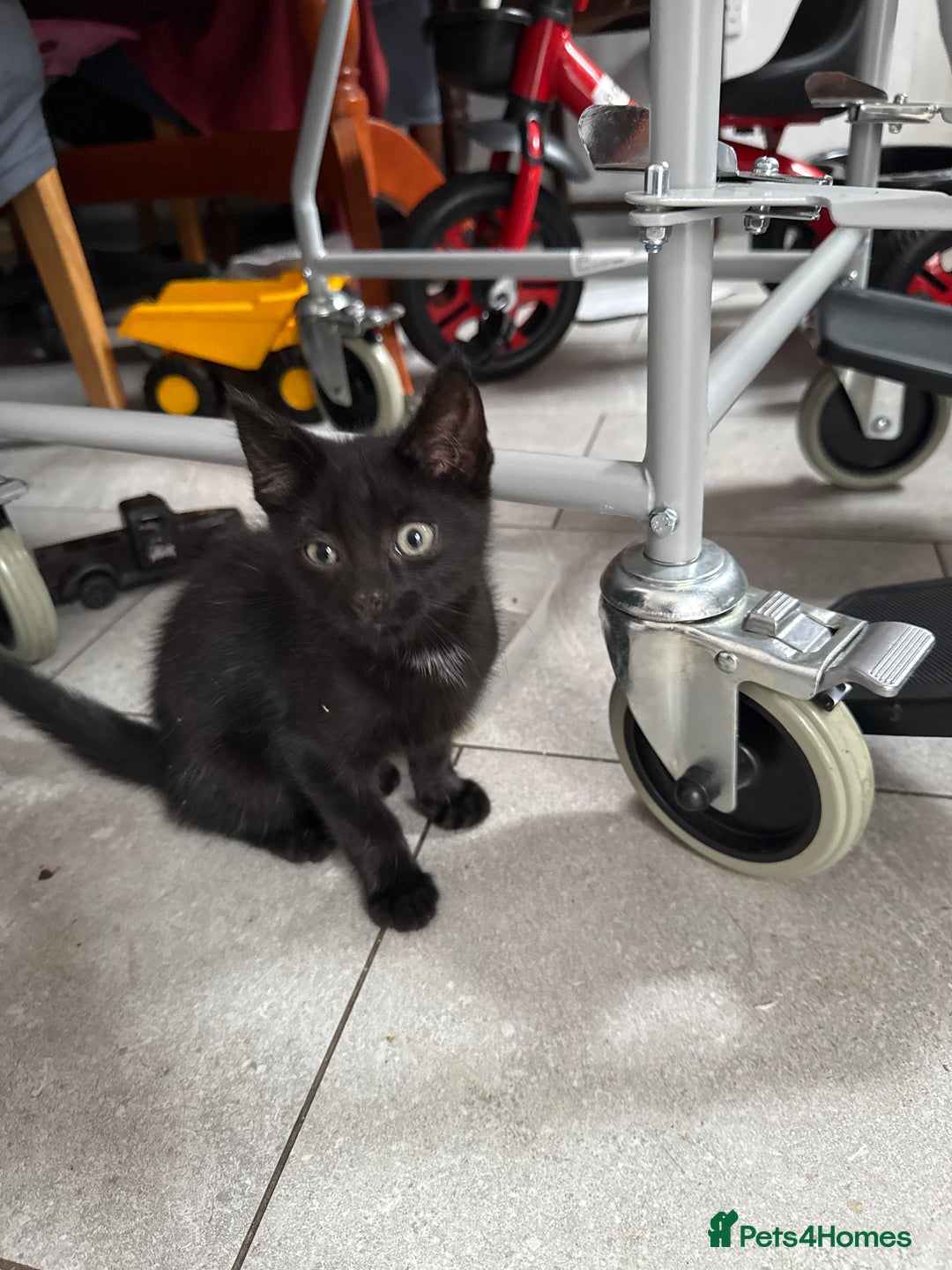 European cats for sale: Pixie kittens  - Image 1
