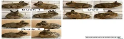 Netherland Dwarf rabbits for sale: Netherland Dwarf Adults for sale  - Advert 1